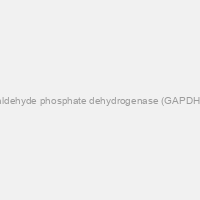 TruStrip WBV Human Glyceraldehyde phosphate dehydrogenase (GAPDH/G3PDH) protein quantitation & Western Blot Validation Kit (contains actin strips, primary antibodies and Western reagents 100 strips or 10 miniblot)